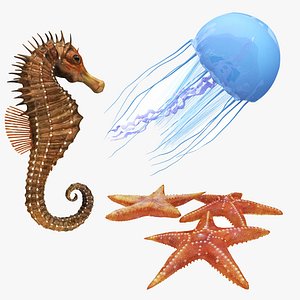 jellyfish sea horse star 3D model