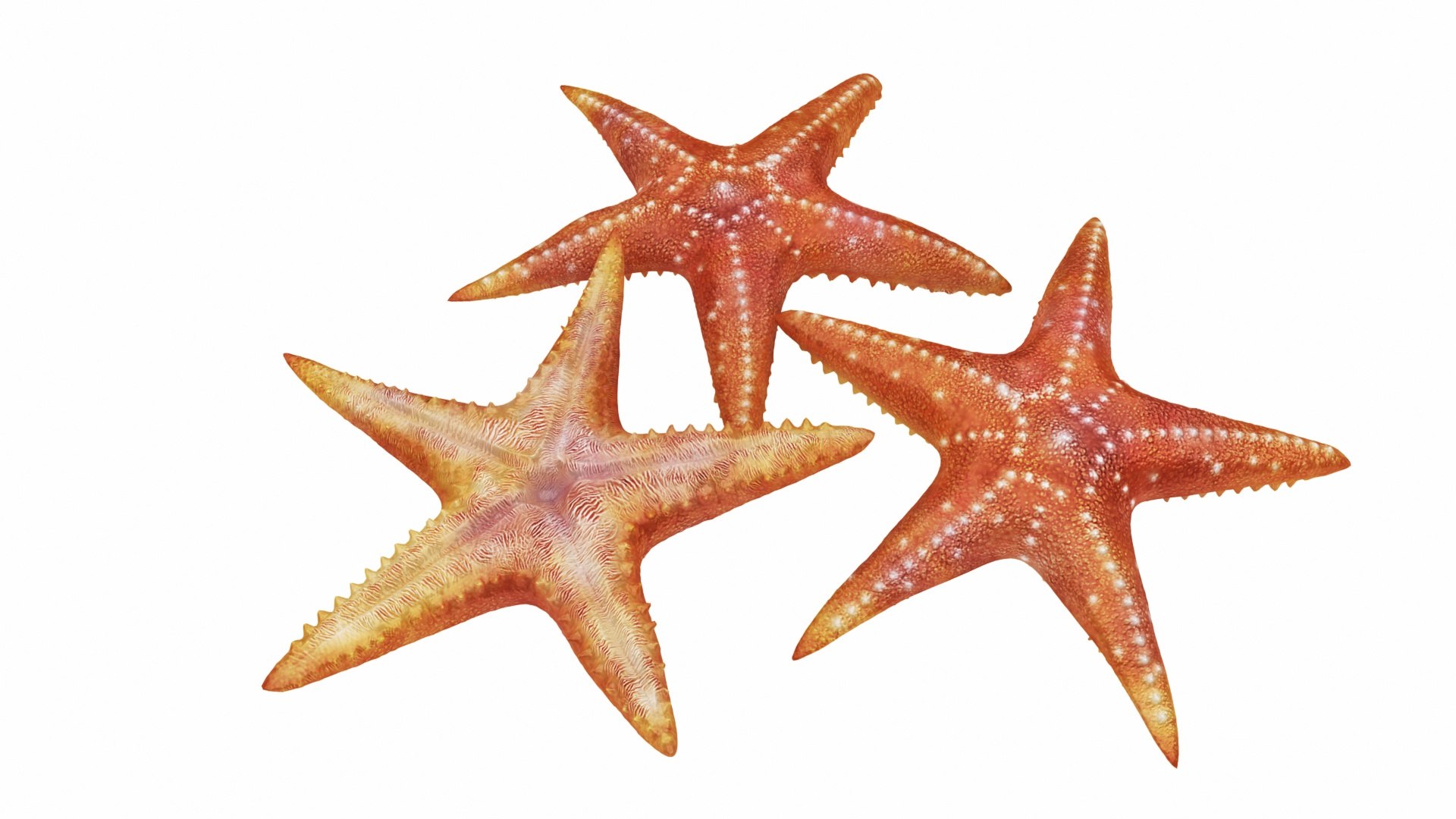 jellyfish sea horse star 3D model https://p.turbosquid.com/ts-thumb/Ul/na9wlj/uLVEcU92/03/jpg/1577120260/1920x1080/fit_q87/00024fabde2b38f2aa72790232abdbde9e0d30ab/03.jpg