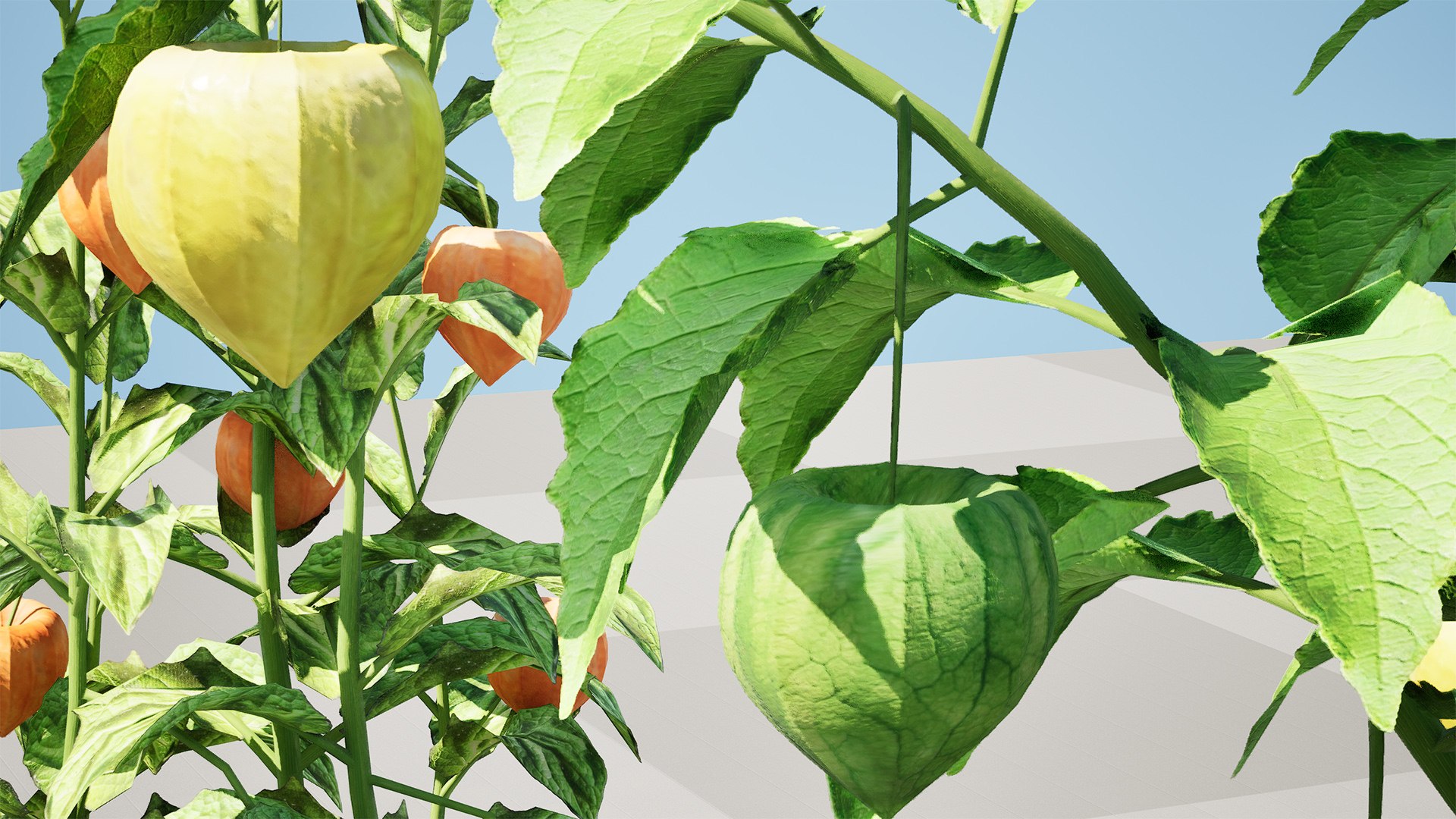 3D Physalis Genus Plant 3D Model model https://p.turbosquid.com/ts-thumb/Ul/rDc0Ez/KG/highresscreenshot00001/jpg/1759430935/1920x1080/fit_q87/a45bc81659a0f2ed67067214eadf54dabdc1cc6b/highresscreenshot00001.jpg