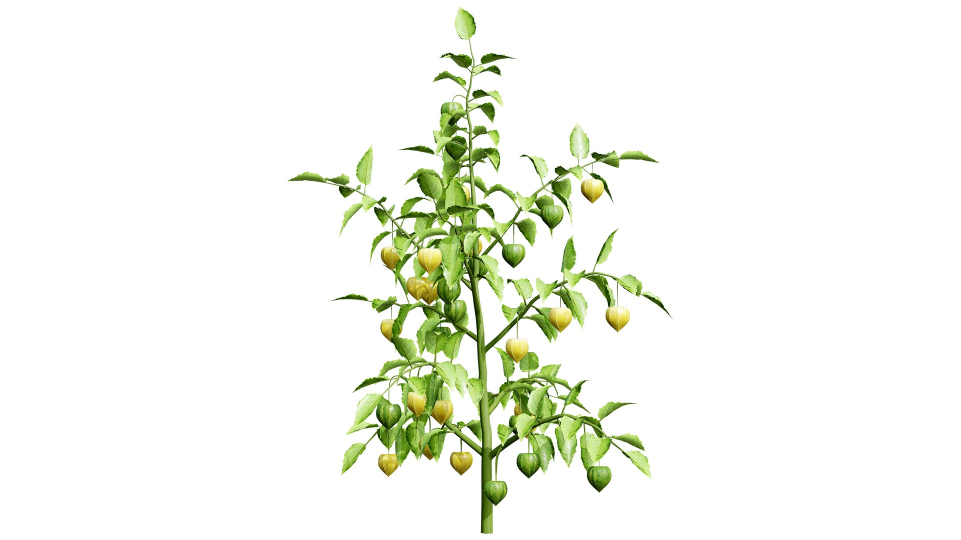 3D Physalis Genus Plant 3D Model model https://p.turbosquid.com/ts-thumb/Ul/rDc0Ez/L4/physalisgreenphysalis02l/jpg/1759430938/1920x1080/fit_q87/42a210cb04041ad08bc83ed16eebd4d5916b76e8/physalisgreenphysalis02l.jpg