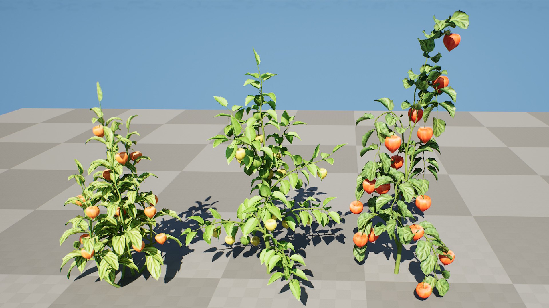 3D Physalis Genus Plant 3D Model model https://p.turbosquid.com/ts-thumb/Ul/rDc0Ez/LJ/highresscreenshot00002/jpg/1759430936/1920x1080/fit_q87/0f2996f0aa25ed61305a481f4b32366212d821f4/highresscreenshot00002.jpg