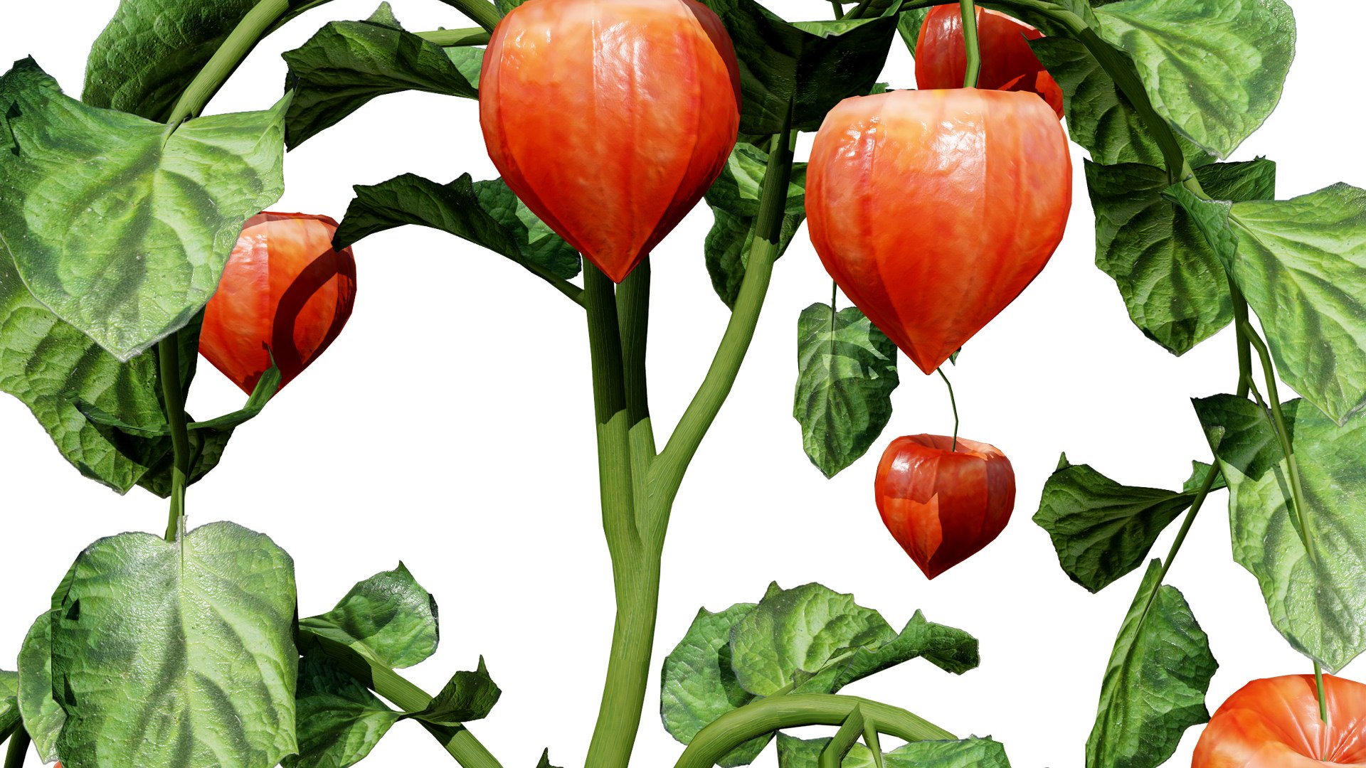3D Physalis Genus Plant 3D Model Model - TurboSquid 2469115