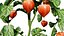 Modello 3D della pianta del genere Physalis