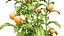 Modello 3D della pianta del genere Physalis