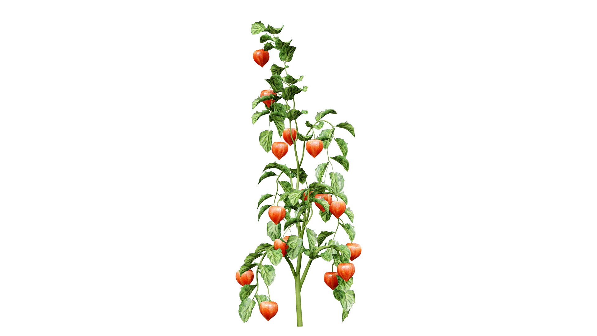 3D Physalis Genus Plant 3D Model Model - TurboSquid 2469115