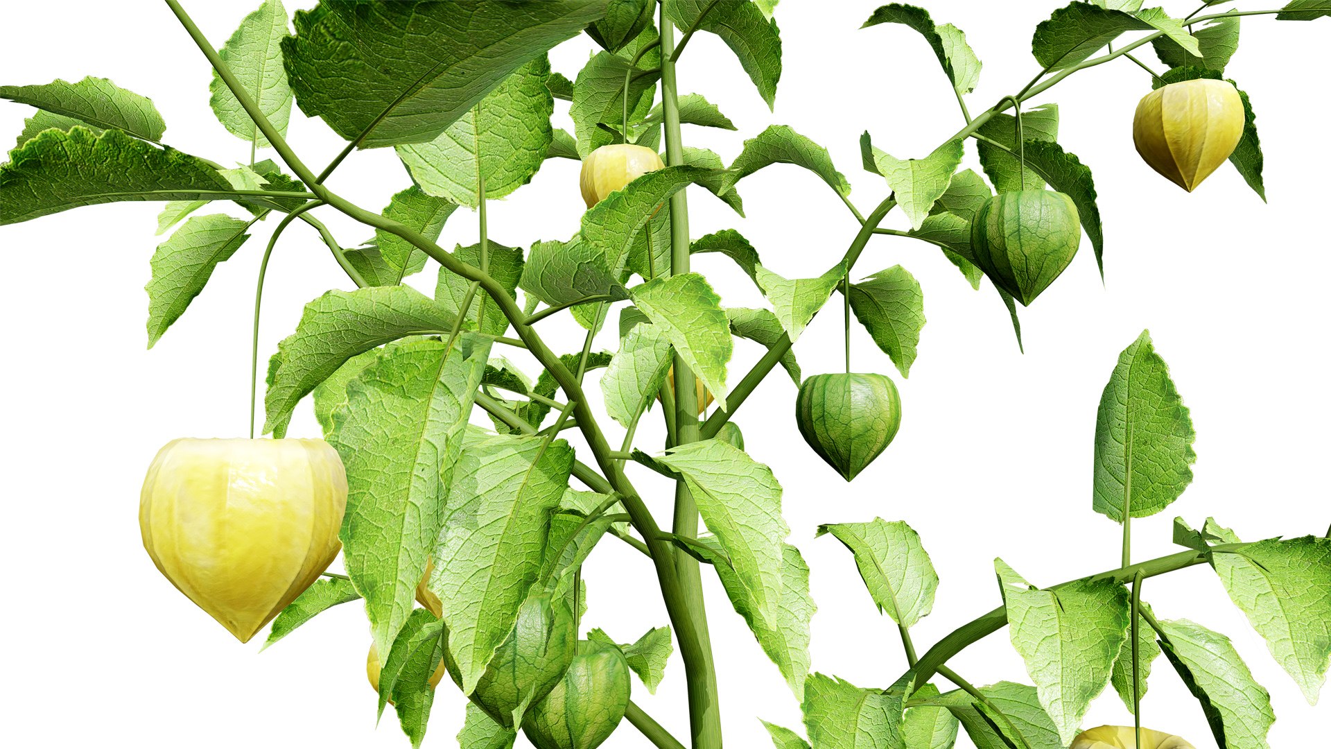 3D Physalis Genus Plant 3D Model model https://p.turbosquid.com/ts-thumb/Ul/rDc0Ez/dZ/physalisgreenphysalisz12l/jpg/1759430940/1920x1080/fit_q87/88a5d915a50a8e3fe1ef5126d6493b15e589b1e5/physalisgreenphysalisz12l.jpg