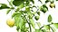 Modello 3D della pianta del genere Physalis