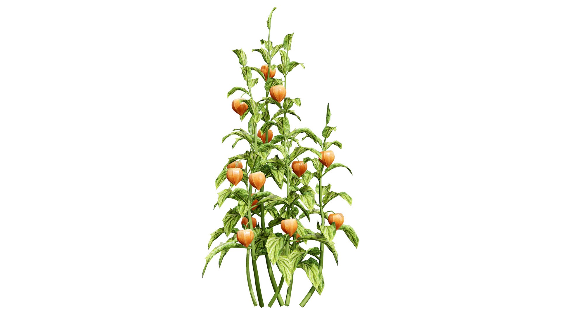 3D Physalis Genus Plant 3D Model model https://p.turbosquid.com/ts-thumb/Ul/rDc0Ez/iQ/physalisalkekengidobies02l/jpg/1759430936/1920x1080/fit_q87/8e632ba89c2cbf7df6d177ea145d4548d8af242e/physalisalkekengidobies02l.jpg