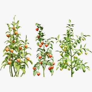 3D Physalis Genus Plant 3D Model model