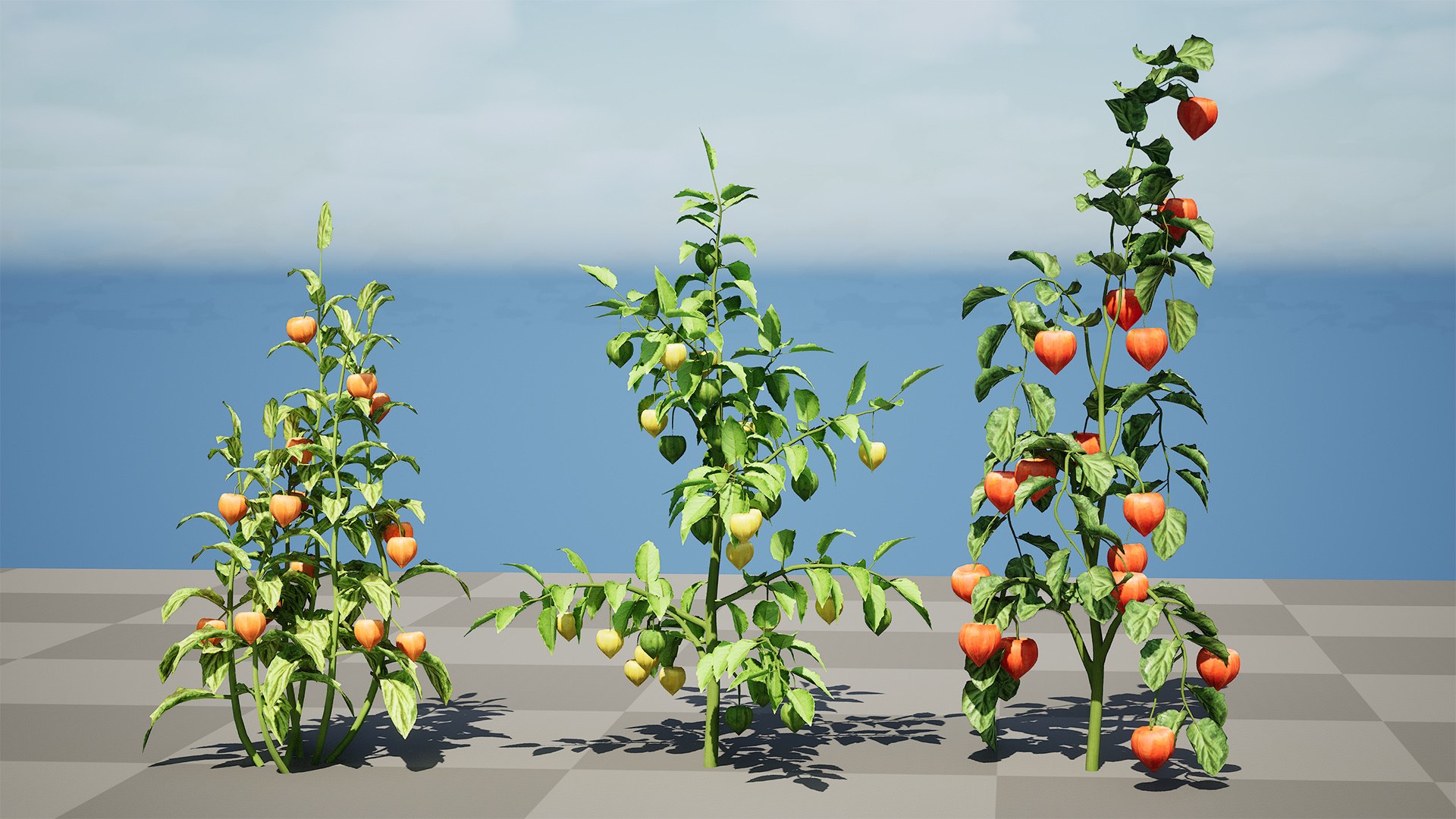 3D Physalis Genus Plant 3D Model model https://p.turbosquid.com/ts-thumb/Ul/rDc0Ez/kd/highresscreenshot00000/jpg/1759430935/1920x1080/fit_q87/c907204b3d57802c132e857a125f50c4ed33ad6e/highresscreenshot00000.jpg