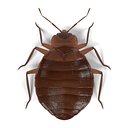 Bedbug Set