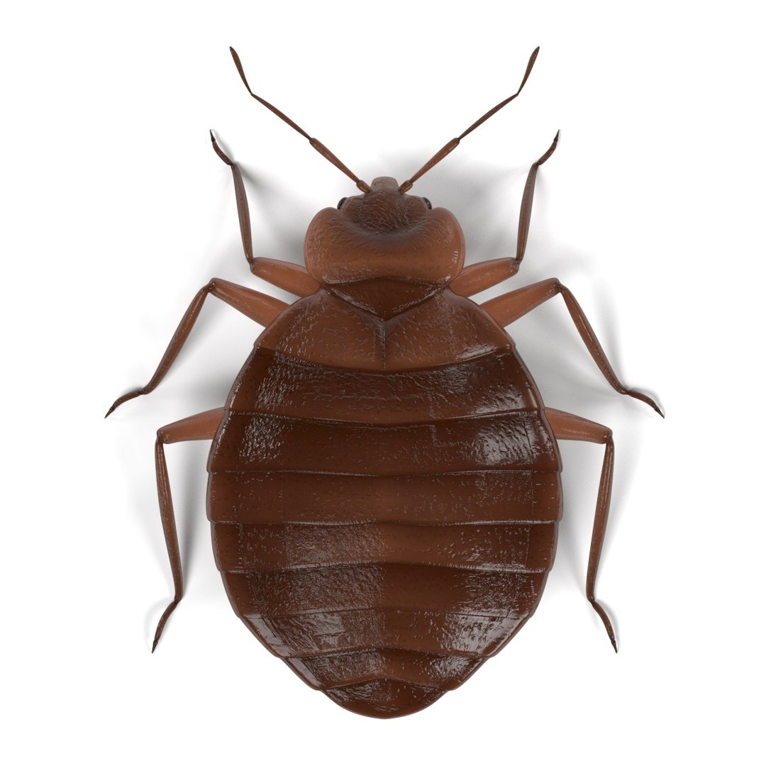 3D Insect - Huge Collection https://p.turbosquid.com/ts-thumb/Ul/vBx3zE/69YtXT6a/bedbugfemale/jpg/1662261285/1920x1080/fit_q87/1f498de6e1a958f769fbac9c3a66effbc17f9b51/bedbugfemale.jpg