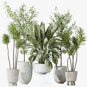 AV Indoor plants set 159 Europaea Olive Eucalyptu Joyplants and Spineless Yucca Aloifolia Rostrata P 3D model