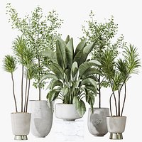 AV Indoor plants set 159 Europaea Olive Eucalyptu Joyplants and Spineless Yucca Aloifolia Rostrata P