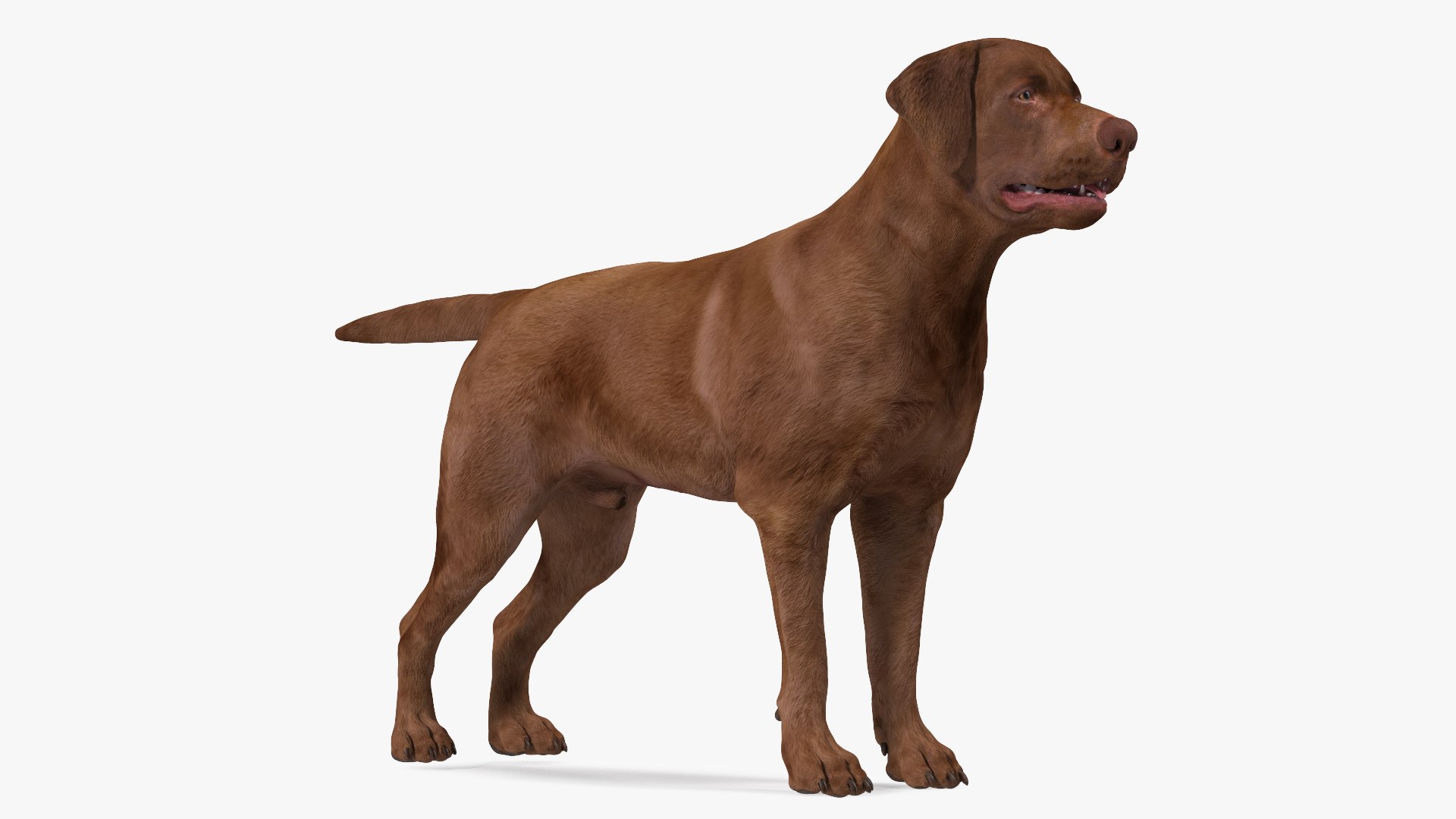 Labrador Dog Brown Rigged 3D model preview