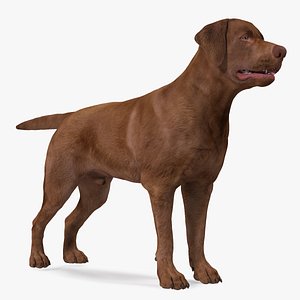 3D Labrador Dog Brown Rigged