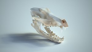 wolf skull 3d max