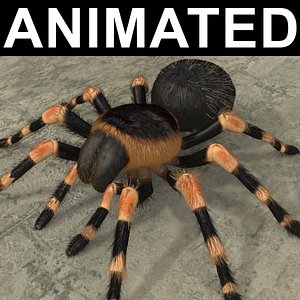 ANIMATED Tarantula