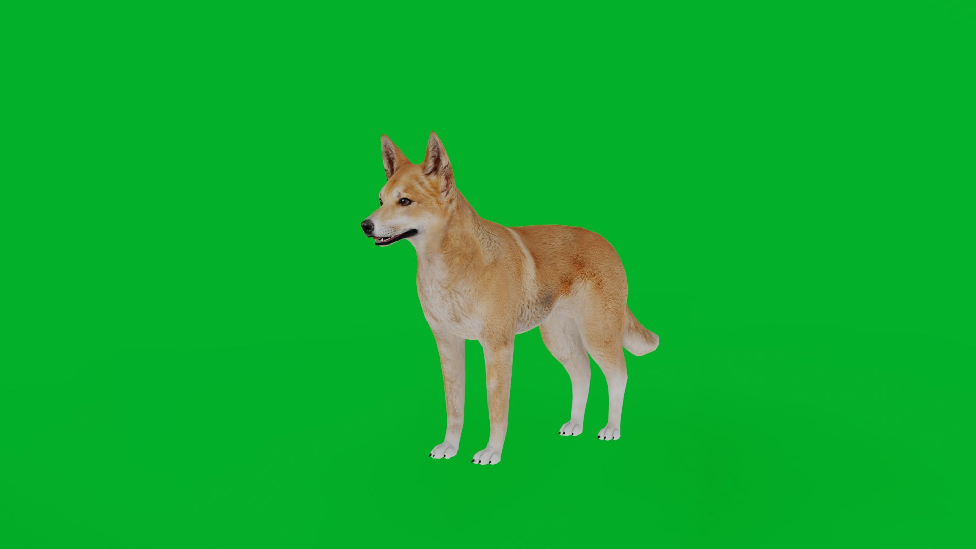 3D Dingo Dog https://p.turbosquid.com/ts-thumb/Um/B9otw2/30/dingo_dog1/png/1769704650/1920x1080/fit_q87/bffff4fcb804bbffdc24db44abc6ea2bf93fac45/dingo_dog1.jpg