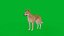 Cane Dingo