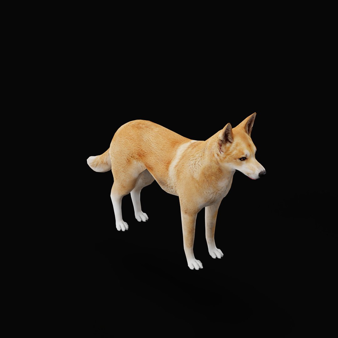 3D Dingo Dog https://p.turbosquid.com/ts-thumb/Um/B9otw2/6p/dingowilddogao_0004/jpg/1769704679/1920x1080/fit_q87/1d86f254e351c895a9977556fdac77d8b599b15d/dingowilddogao_0004.jpg