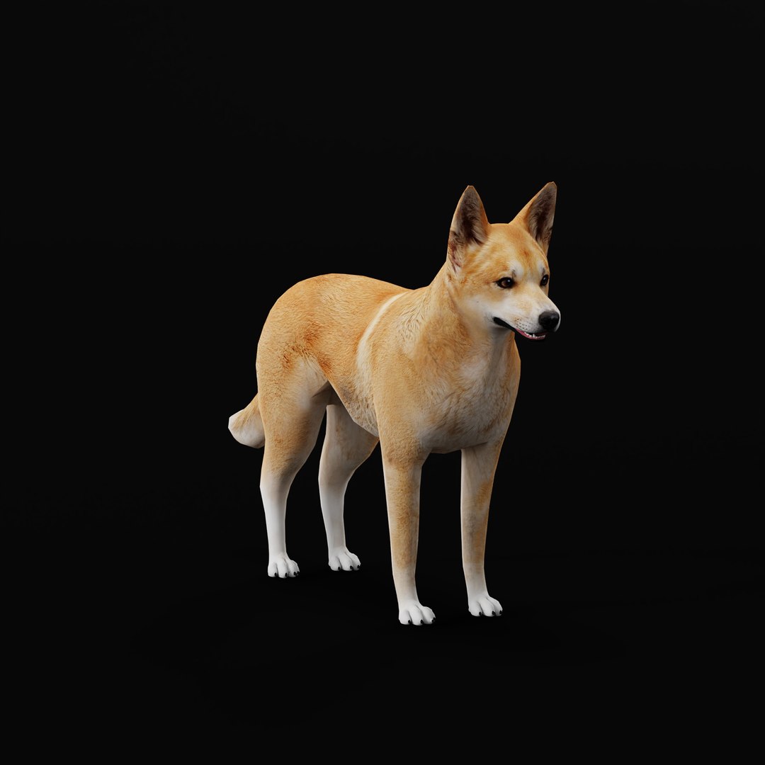 3D Dingo Dog https://p.turbosquid.com/ts-thumb/Um/B9otw2/EQ/dingowilddogao_0001/jpg/1769704676/1920x1080/fit_q87/9fc2c8d81447d1d28d2414a8ebf0d7077d778887/dingowilddogao_0001.jpg
