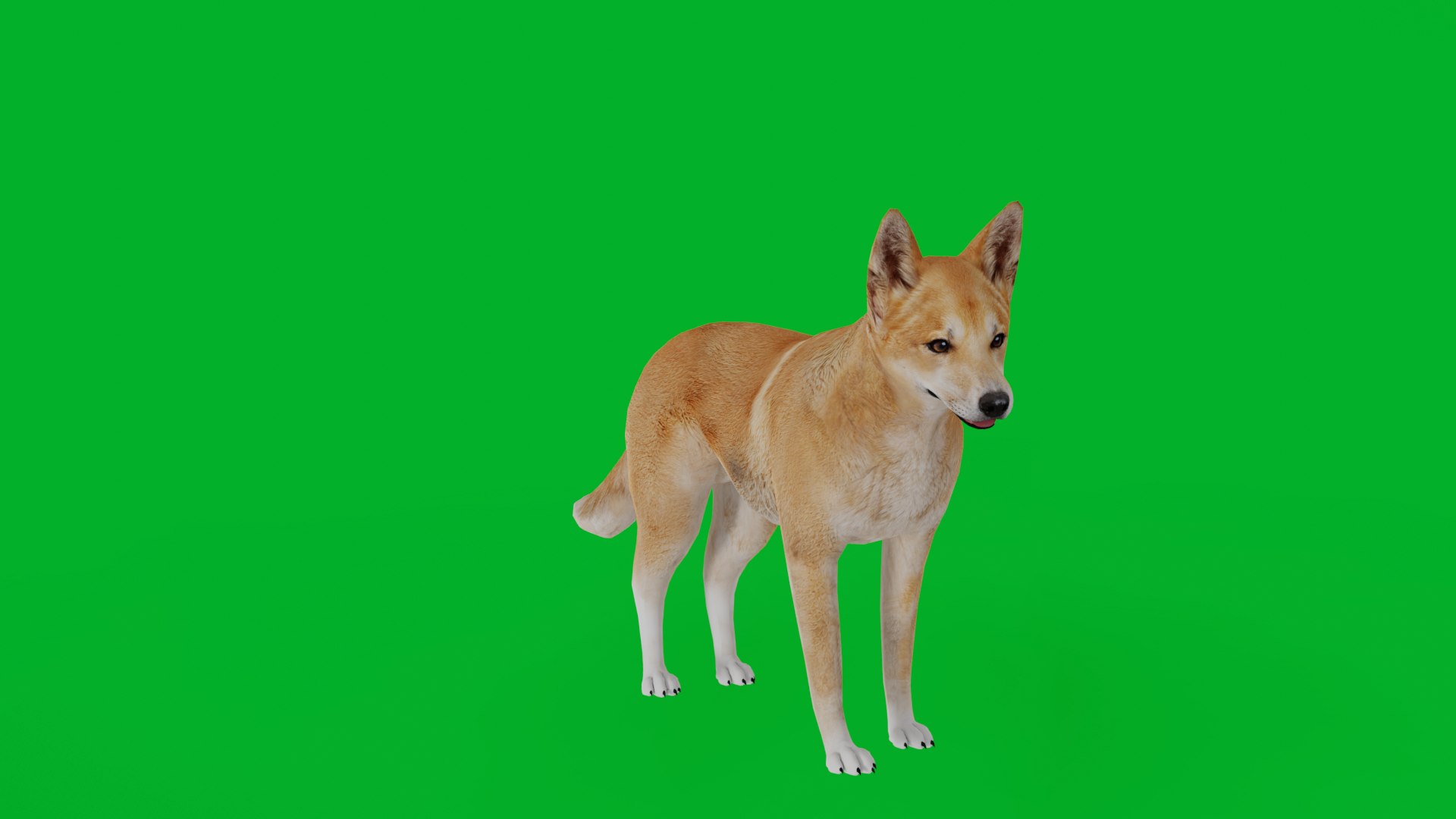 3D Dingo Dog https://p.turbosquid.com/ts-thumb/Um/B9otw2/ER/dingo_dog3/png/1769704651/1920x1080/fit_q87/1d9cc3522e357323c2a1dd8893c31209177f1418/dingo_dog3.jpg