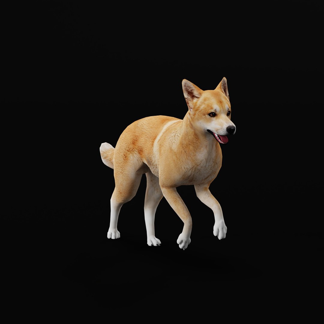 3D Dingo Dog https://p.turbosquid.com/ts-thumb/Um/B9otw2/OG/dingowilddogao/jpg/1769704674/1920x1080/fit_q87/7c9e4633bd0a1c25e808a0ed696337cf5ad4b2a1/dingowilddogao.jpg