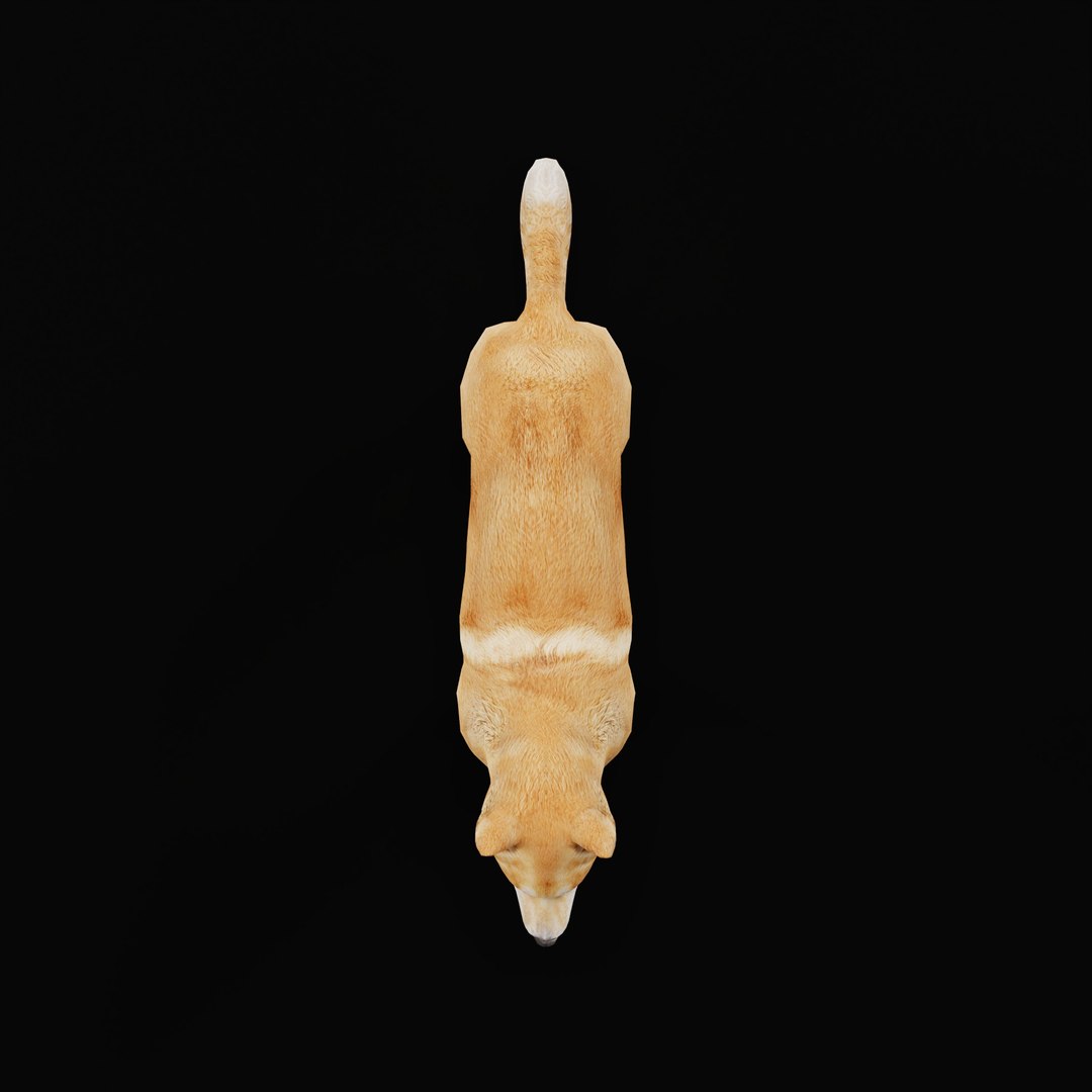 3D Dingo Dog https://p.turbosquid.com/ts-thumb/Um/B9otw2/Z4/dingowilddogao_0000/jpg/1769704675/1920x1080/fit_q87/4d0adf7b0397900e79203d8d6c75e9638fcebe15/dingowilddogao_0000.jpg