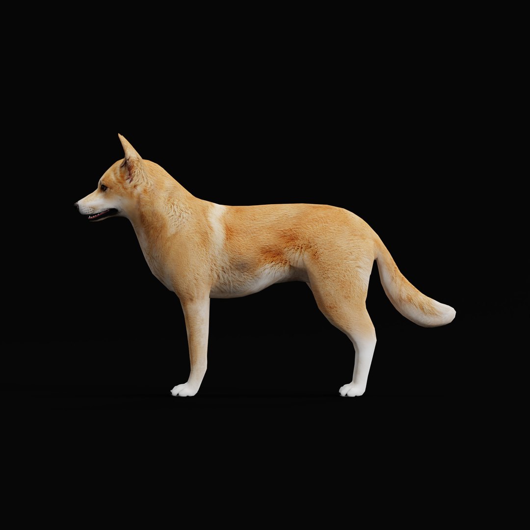 3D Dingo Dog https://p.turbosquid.com/ts-thumb/Um/B9otw2/bv/dingowilddogao_0003/jpg/1769704678/1920x1080/fit_q87/148da8232978037ed1e5512ececdf45ea77a8ff8/dingowilddogao_0003.jpg