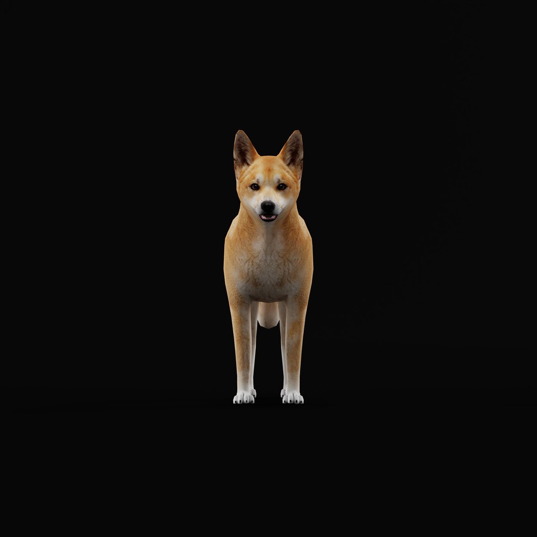 3D Dingo Dog https://p.turbosquid.com/ts-thumb/Um/B9otw2/oY/dingowilddogao_0002/jpg/1769704677/1920x1080/fit_q87/8dc07731eb25c983cf7875246a85f32aea71ada6/dingowilddogao_0002.jpg