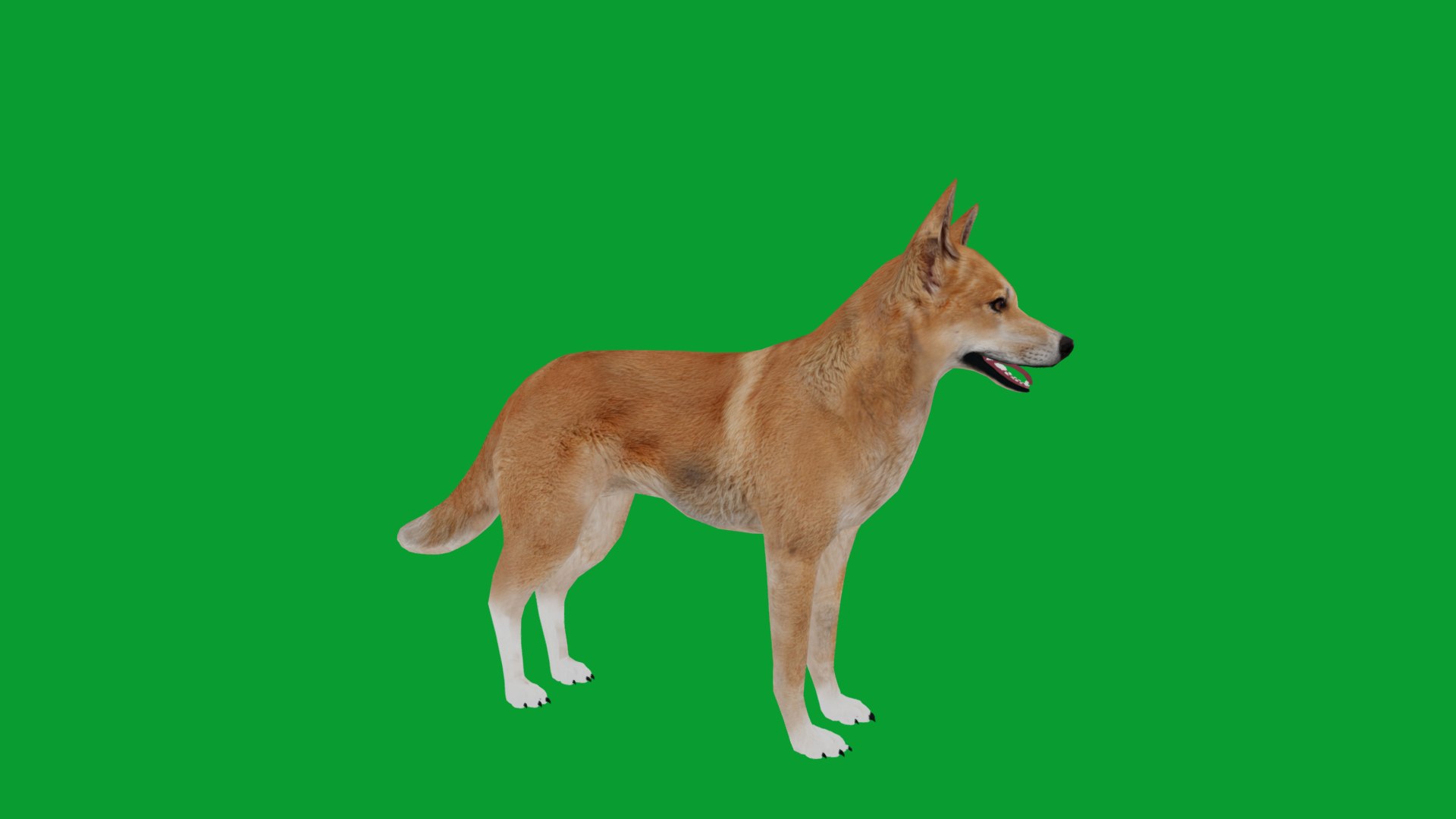 3D Dingo Dog https://p.turbosquid.com/ts-thumb/Um/B9otw2/tP/dingo_wilddog_v24/png/1769704656/1920x1080/fit_q87/96344cd1a6026c5d5c9f33efd556e3550842f578/dingo_wilddog_v24.jpg