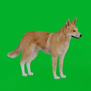 Dingo Dog