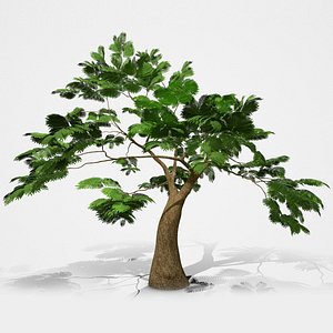 acacia tree 3D model