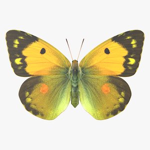 Clouded Yellow Butterfly 3D