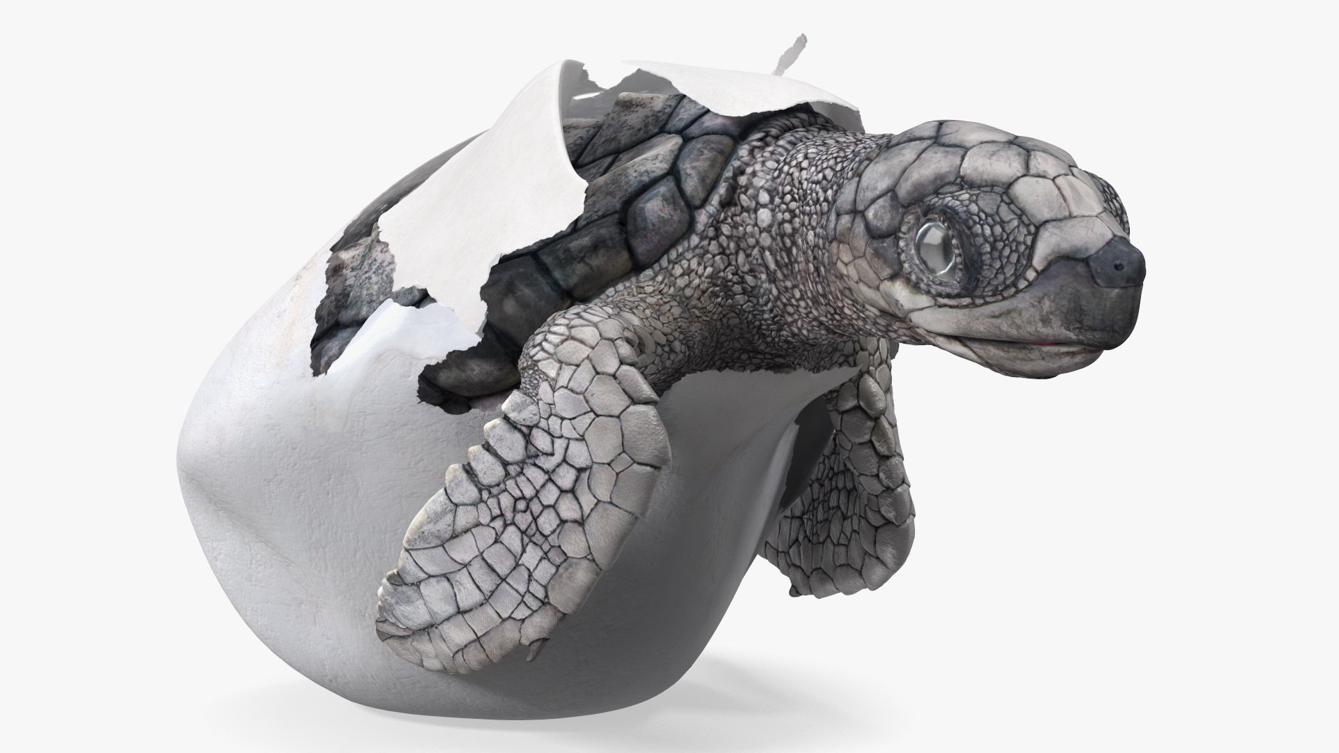Sea Turtle Hatchling Emerging from Egg 3D model preview
