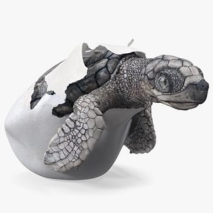 3D Sea Turtle Hatchling Emerging from Egg