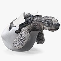 Sea Turtle Hatchling Emerging from Egg