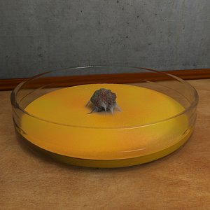 Tissue Sample In A Petri Dish
