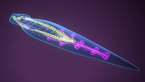 planarian flatworm 3D