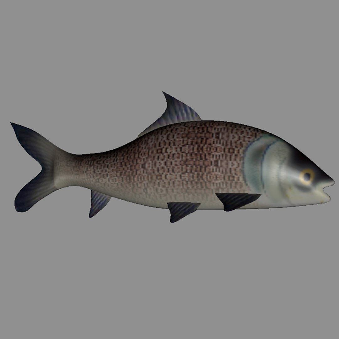 Carp fish pair 3D model - TurboSquid 2043653