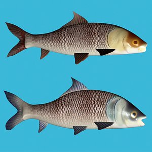 Carp fish pair 3D model