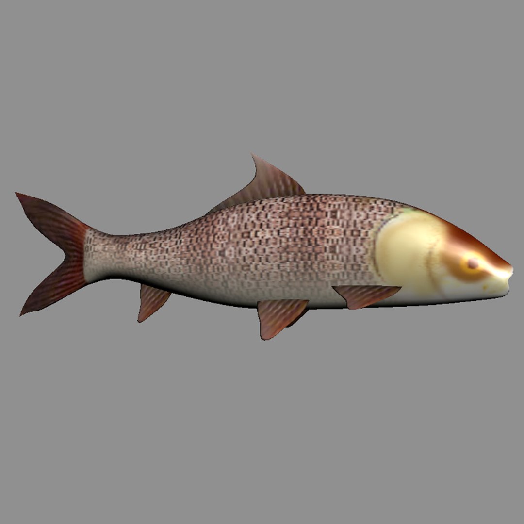 Carp fish pair 3D model - TurboSquid 2043653