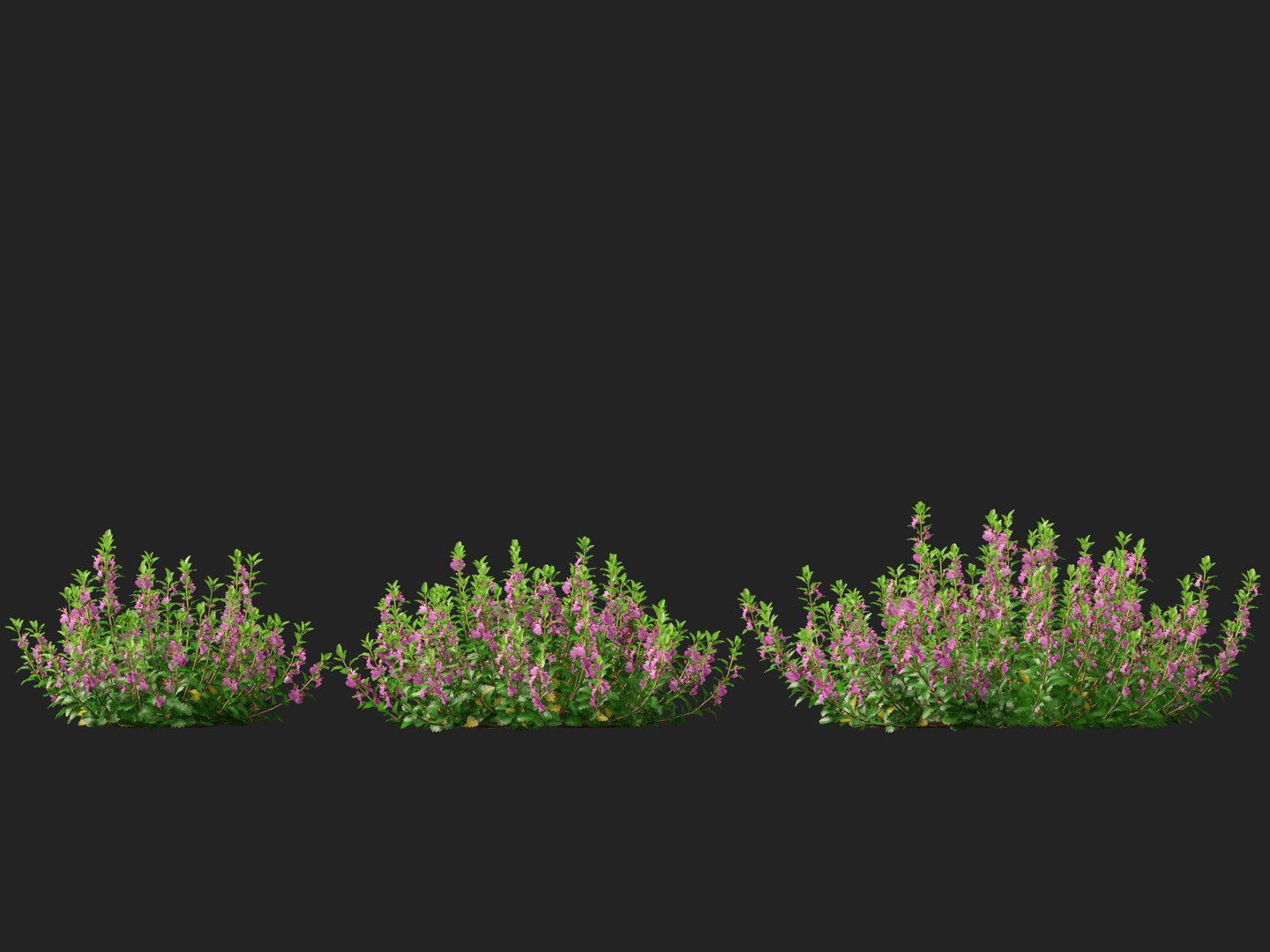 3D model HighPoly- LowPoly Teucrium chamaedrys - wall germander https://p.turbosquid.com/ts-thumb/Um/gjeEn5/0G/teucriumchamaedrys014/jpg/1739787549/1920x1080/fit_q87/f5cf28e0ac9fe316d6056b27abe0f3462686fbb6/teucriumchamaedrys014.jpg