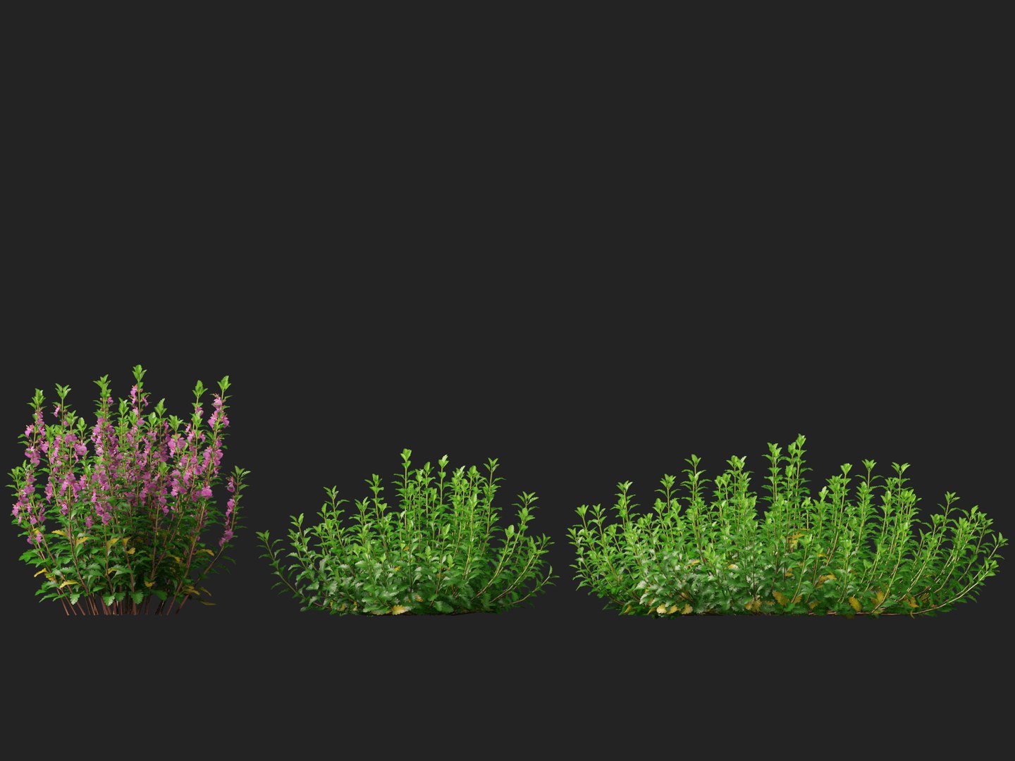 3D model HighPoly- LowPoly Teucrium chamaedrys - wall germander https://p.turbosquid.com/ts-thumb/Um/gjeEn5/6H/teucriumchamaedrys016/jpg/1739787568/1920x1080/fit_q87/6231183d142b45d5b885ced4b79e92d6796bbe41/teucriumchamaedrys016.jpg
