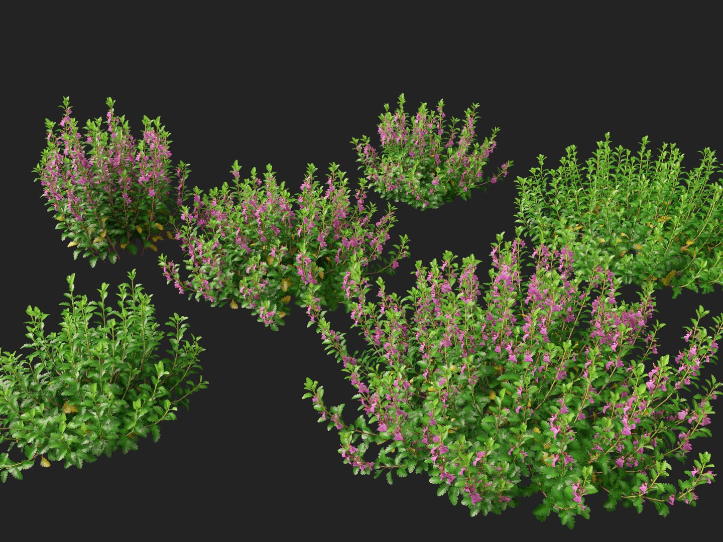 3D model HighPoly- LowPoly Teucrium chamaedrys - wall germander https://p.turbosquid.com/ts-thumb/Um/gjeEn5/Dy/teucriumchamaedrys018/jpg/1739787578/1920x1080/fit_q87/28bad404c3677cc0dde2f5fee2500c1653feec02/teucriumchamaedrys018.jpg