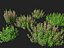 Teucrium chamaedrys - Germandrée des murs HighPoly- LowPoly