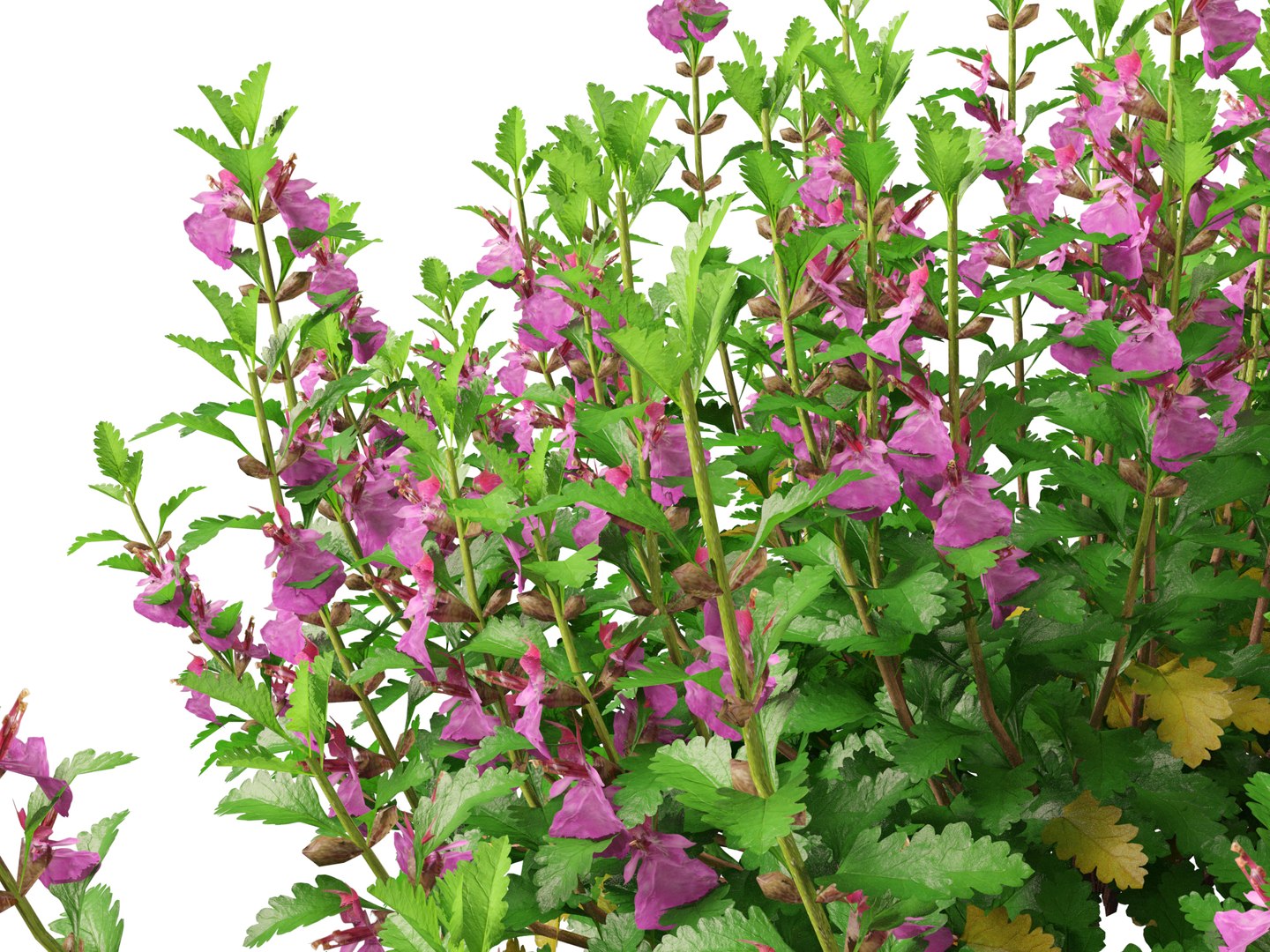 3D model HighPoly- LowPoly Teucrium chamaedrys - wall germander https://p.turbosquid.com/ts-thumb/Um/gjeEn5/Hm/teucriumchamaedrys019/jpg/1739787606/1920x1080/fit_q87/5843fde9a06ab0d512e5f06aa46667960149fd7c/teucriumchamaedrys019.jpg