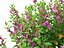 Teucrium chamaedrys - Germandrée des murs HighPoly- LowPoly