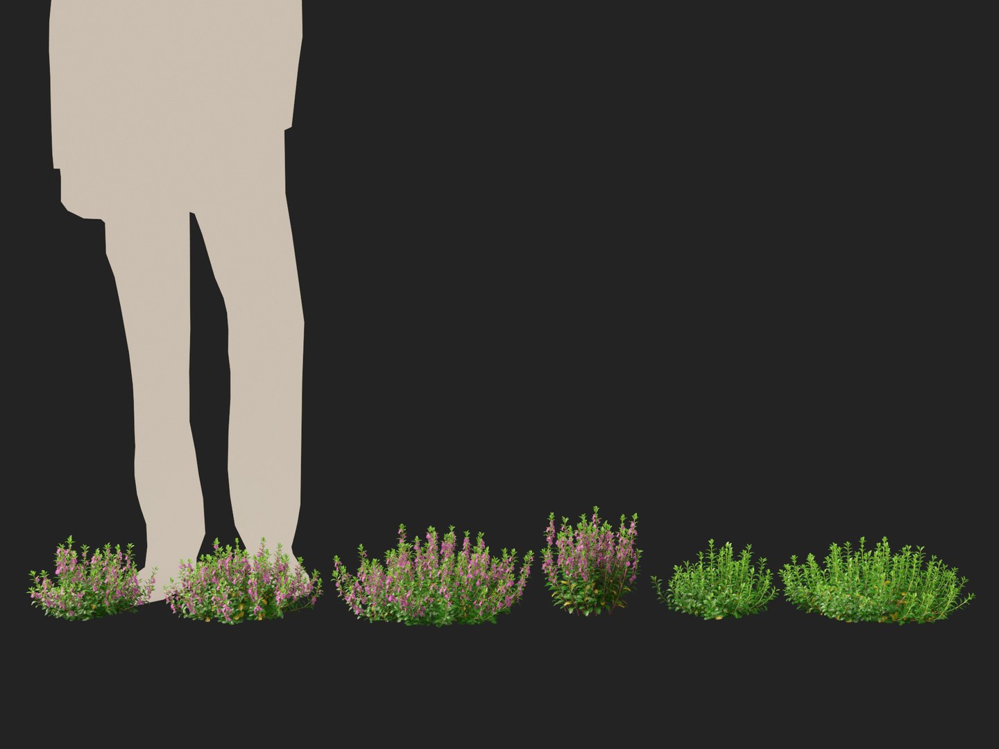 3D model HighPoly- LowPoly Teucrium chamaedrys - wall germander https://p.turbosquid.com/ts-thumb/Um/gjeEn5/Io/teucriumchamaedrys012/jpg/1739787541/1920x1080/fit_q87/49e82c88df3de169018d9d8588e7a418ae746599/teucriumchamaedrys012.jpg